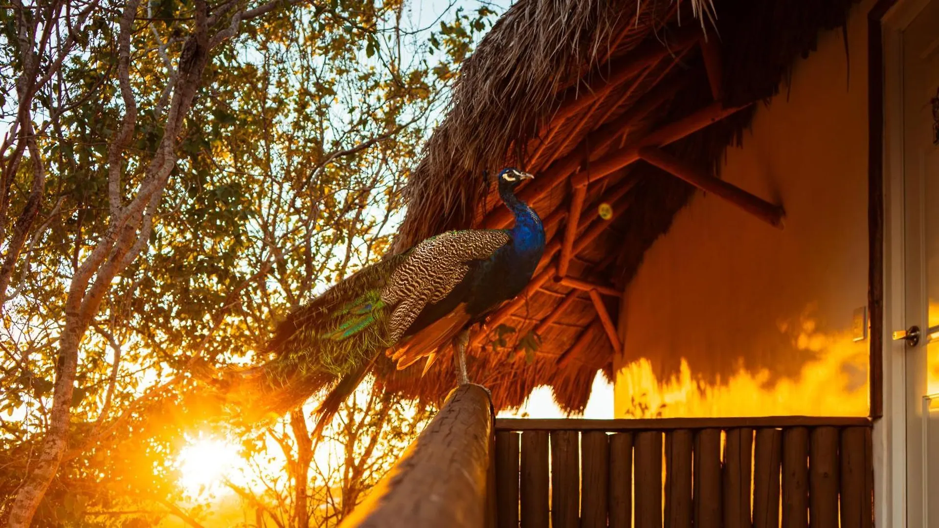 Camping Palm Valley Cabins Mazatlán